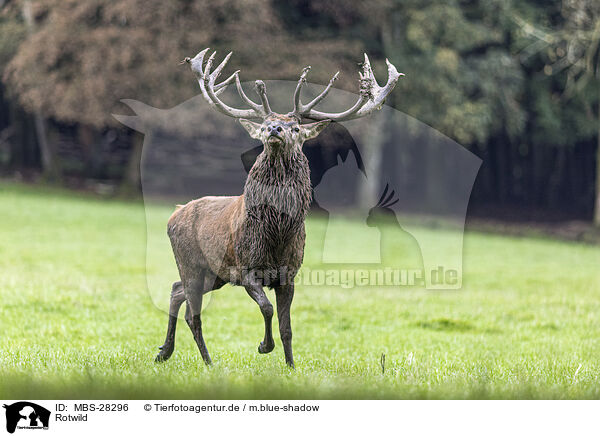Rotwild / red deer / MBS-28296