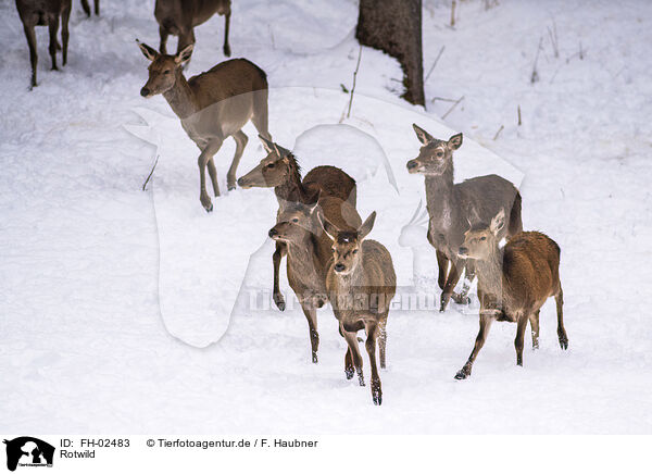 Rotwild / red deer / FH-02483