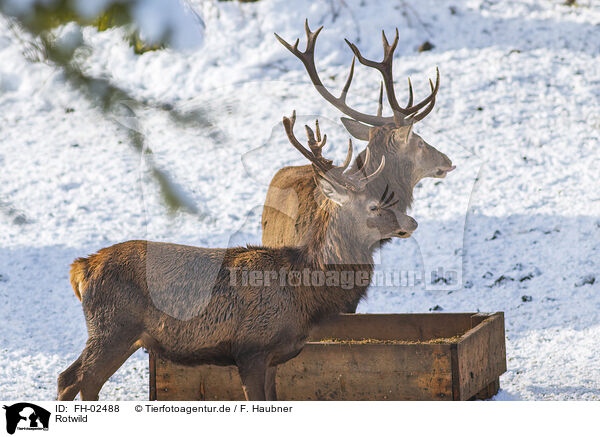 Rotwild / red deer / FH-02488