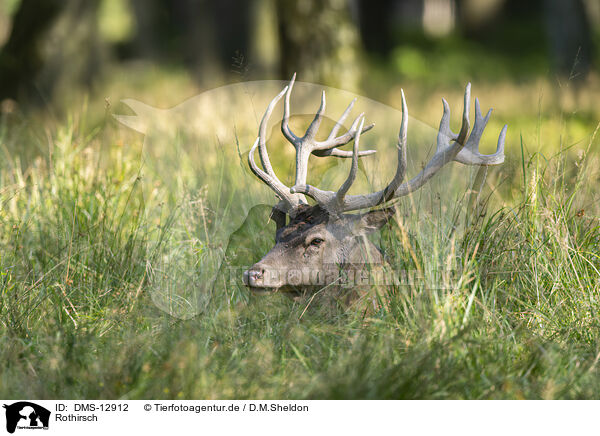 Rothirsch / red deer / DMS-12912
