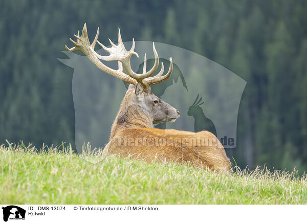 Rotwild / DMS-13074