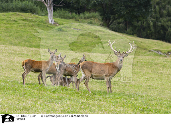 Rotwild / red deer / DMS-13081