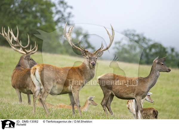 Rotwild / red deer / DMS-13082