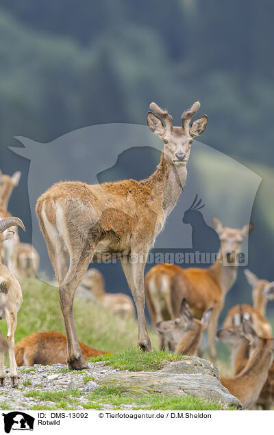 Rotwild / red deer / DMS-13092