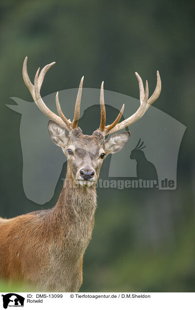 Rotwild / red deer / DMS-13099