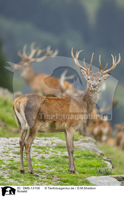 Rotwild / red deer / DMS-13106