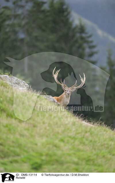 Rotwild / red deer / DMS-13114