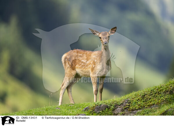 Rotwild / red deer / DMS-13431