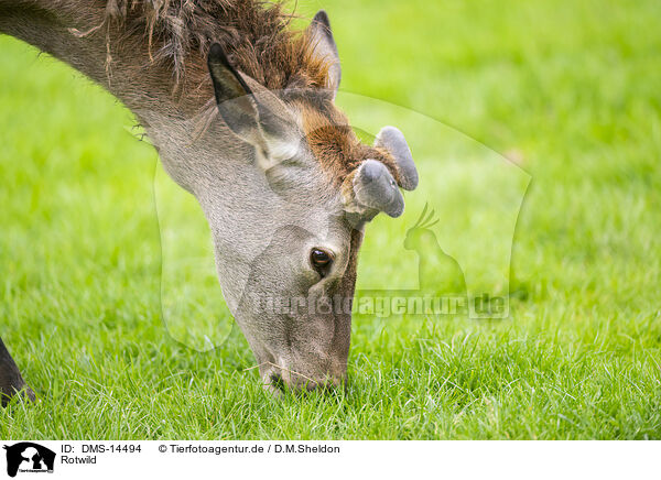 Rotwild / red deer / DMS-14494