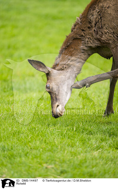 Rotwild / red deer / DMS-14497