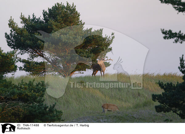 Rothirsch / red deer / THA-11488