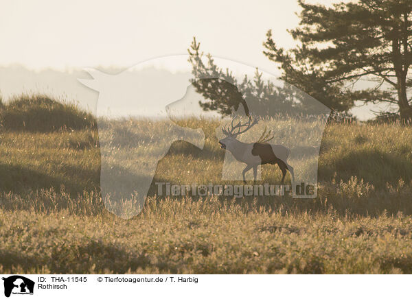 Rothirsch / red deer / THA-11545