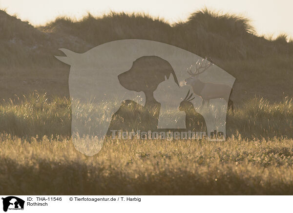 Rothirsch / red deer / THA-11546