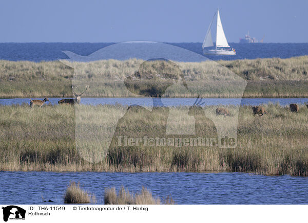 Rothirsch / red deer / THA-11549