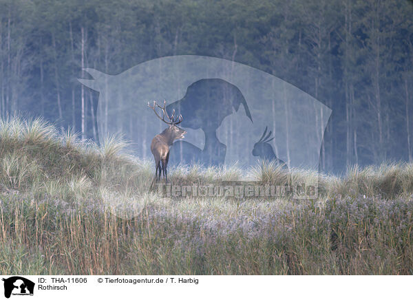 Rothirsch / red deer / THA-11606