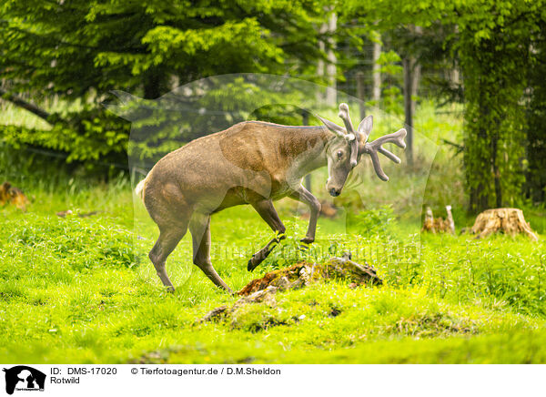 Rotwild / red deer / DMS-17020