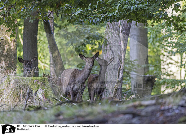 Rothirsch / red deer / MBS-29154