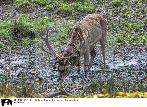 Rothirsch / red deer / MBS-29163