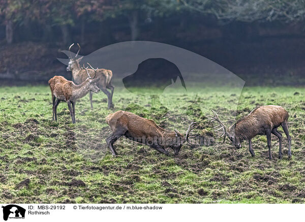 Rothirsch / red deer / MBS-29192