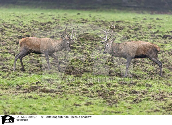 Rothirsch / red deer / MBS-29197