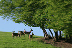 Rotwild am Waldrand