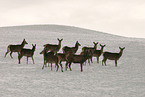 Rotwild im Schnee