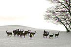 Rotwild im Schnee