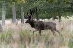 laufendes Rotwild