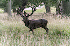 laufendes Rotwild