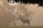 stehendes Rotwild