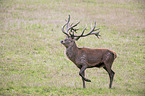 laufendes Rotwild