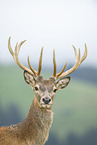 Rotwild