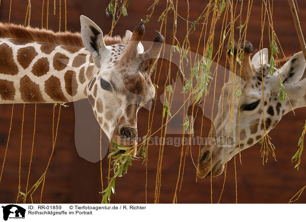Rothschildgiraffe im Portrait / giraffe / RR-01859