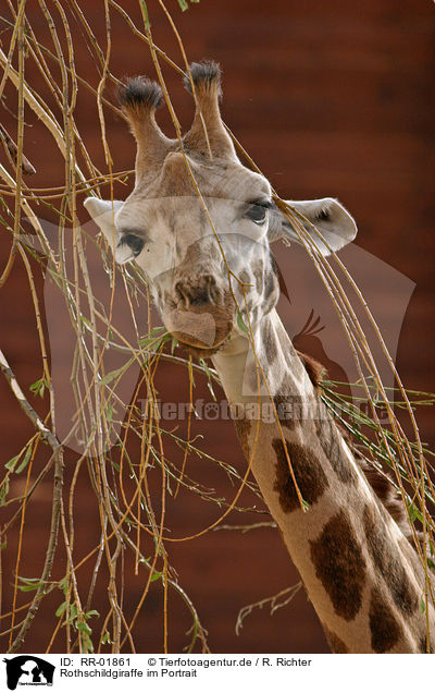 Rothschildgiraffe im Portrait / RR-01861