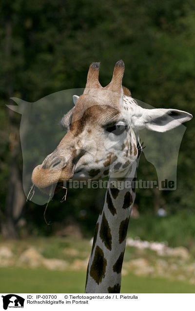 Rothschildgiraffe im Portrait / IP-00700