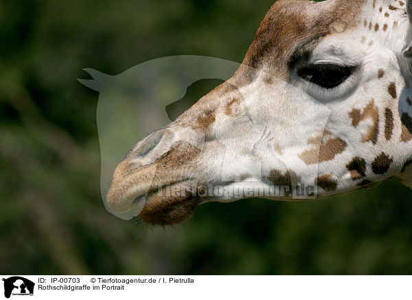 Rothschildgiraffe im Portrait / IP-00703