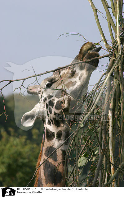 fressende Giraffe / IP-01557