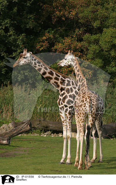 Giraffen / IP-01558