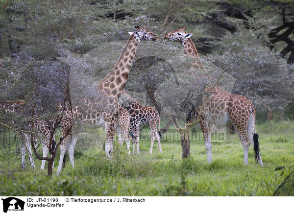 Uganda-Giraffen / JR-01198