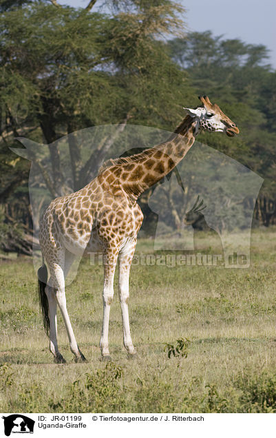 Uganda-Giraffe / JR-01199