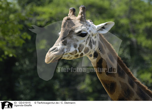 Uganda-Giraffe / Giraffa camelopardalis rothschildi / CD-01915