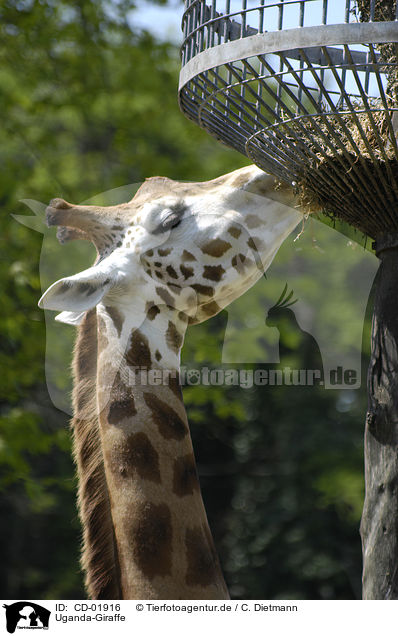 Uganda-Giraffe / CD-01916