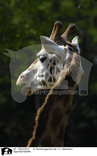 Uganda-Giraffe / Giraffa camelopardalis rothschildi / CD-01917