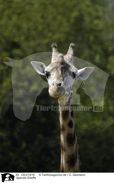 Uganda-Giraffe / Giraffa camelopardalis rothschildi / CD-01918