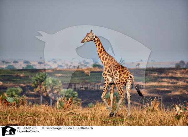 Uganda-Giraffe / Rothschild's giraffe / JR-01932