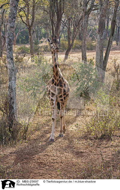 Rothschildgiraffe / Ugandan giraffe / MBS-25697
