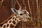 Rothschildgiraffe im Portrait