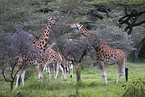 Uganda-Giraffen
