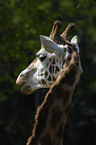 Uganda-Giraffe