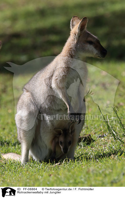 Rotnackenwallaby mit Jungtier / FF-08864